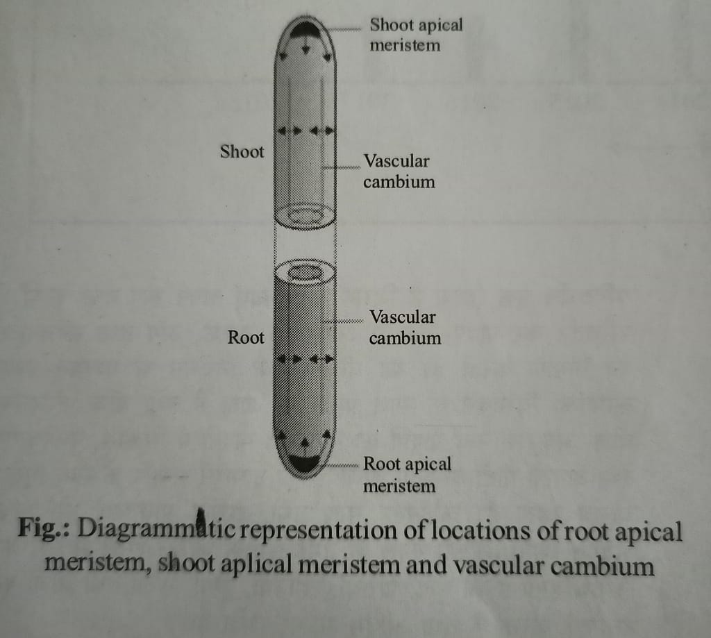 representation of location of root apicals meristem, shoot aplical meristem and vascular cambium