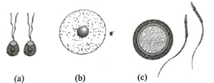 types of gamates