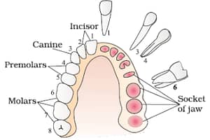 teeth | types of teeth