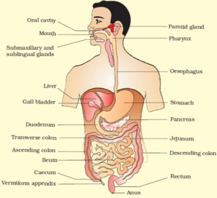 Digestion and absorption